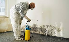 Why You Should Choose Our Mold Remediation Services in Hopatcong, NJ