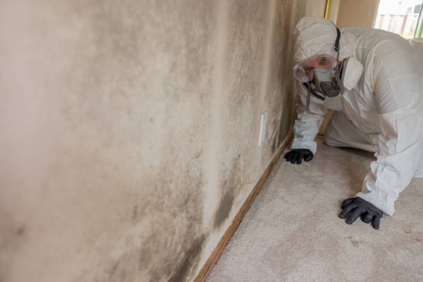 Best Industrial Mold Remediation in Hopatcong, NJ